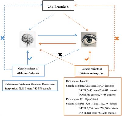 Alzheimer’s disease as a causal risk factor for diabetic retinopathy: a Mendelian randomization study